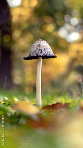 Autumn nature scenery. Cute lonely mushroom Coprinus Comatus on blurred background of yellow fallen leaves of autumn park. Natural seasonal background. Vertical size for Instagram stories