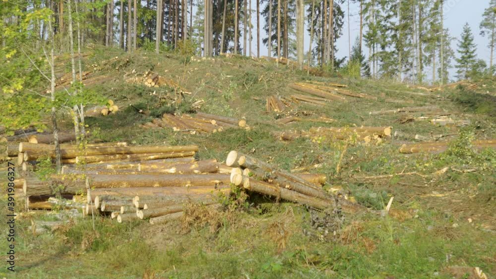 Small trunk of the trees being piled on the side after being cut in the forest Small trunk of the trees being piled on the side after being cut in the forest