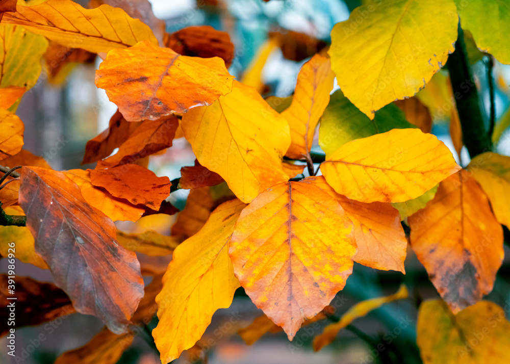 Yellow-orange leaves in fall
