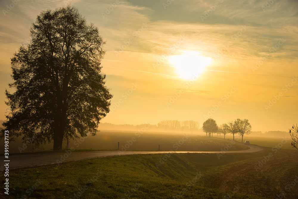 Nebeliger Novembermorgen im Grand Ried im Elsass