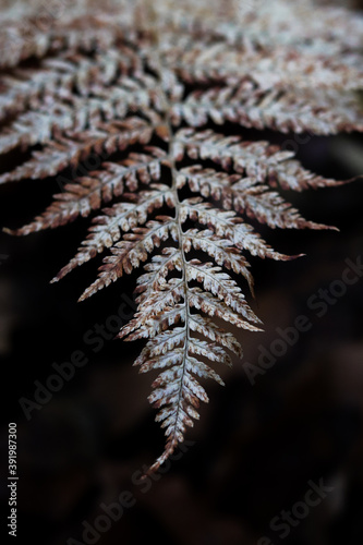close up of fern