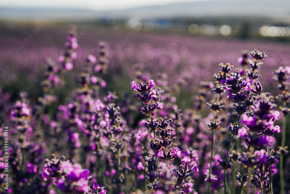 Obraz premium field of fragrant flowers of purple lavender in the summer before harvest
