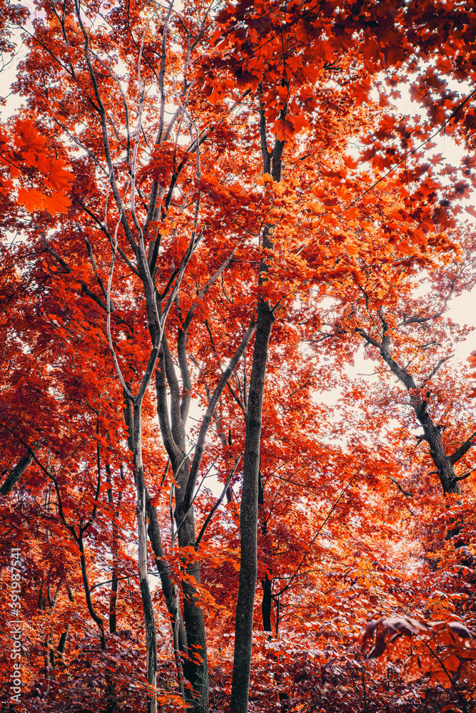 autumn trees with red leaves against the sky, blurred image