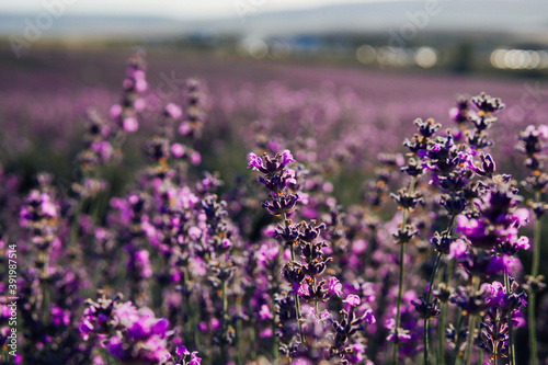 field of fragrant flowers of purple lavender in the summer before harvest