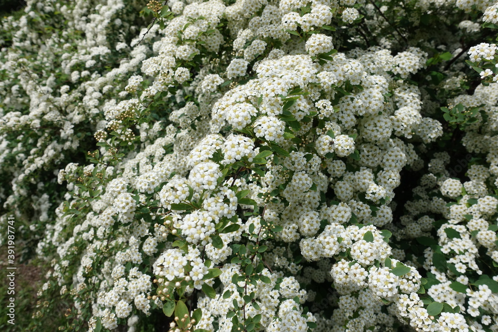Plenty of white flowers of germander meadowsweet in mid May Plenty of white flowers of germander meadowsweet in mid May