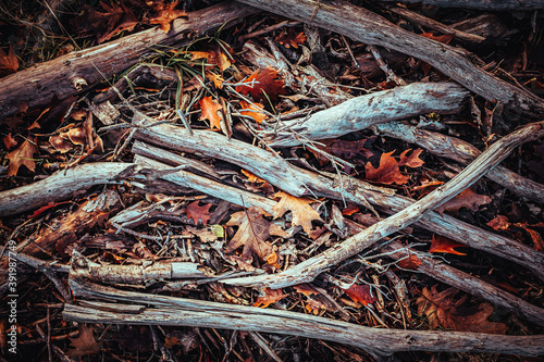 woodland autumn textures wood leaves