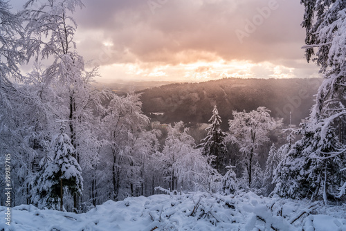 Winter forest scenery