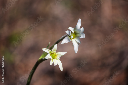 Close up of Giant wild anemone flowers (Anemone fanninii) found in the Royal Natal National Park photo