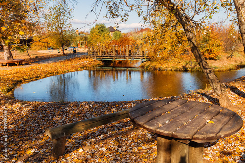 Round pond with a leaning birch tree and golden fall leaves covering soil.Wooden bridge over the pond,  glittering water surface, fall golden colors of а tree and shrubs. Bright golden leaves. 