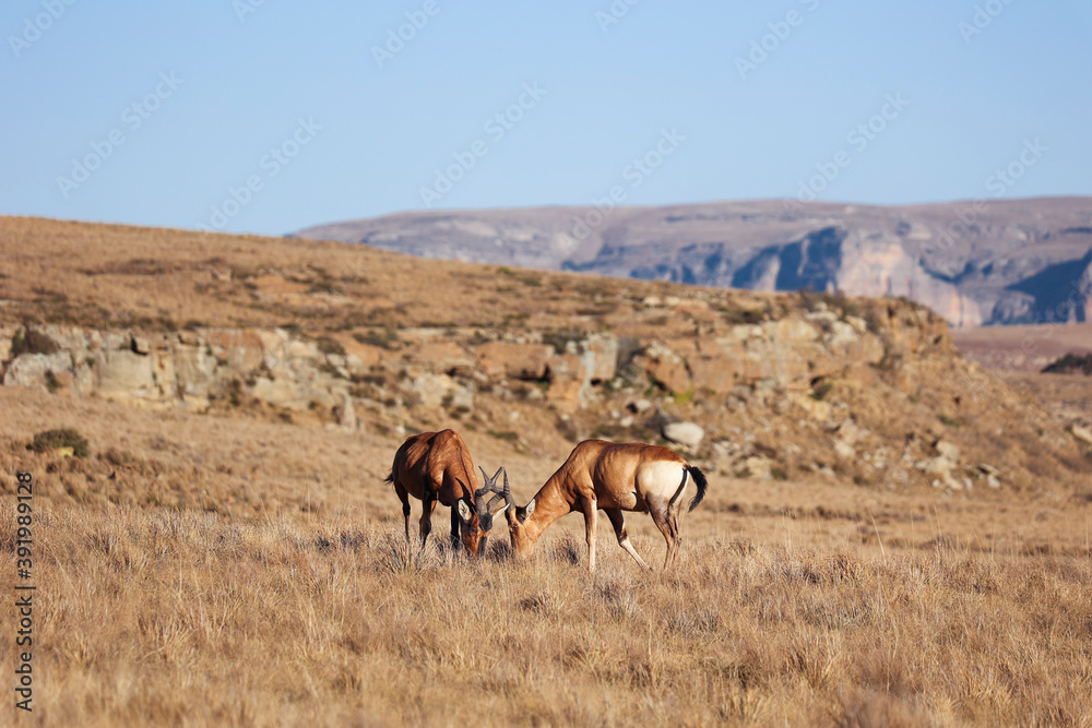 Two Red hartebeest antelope standing in the field grazing. Reddish-brown animals with black markings contrasting against its white abdomen and behind, they have curving horns.