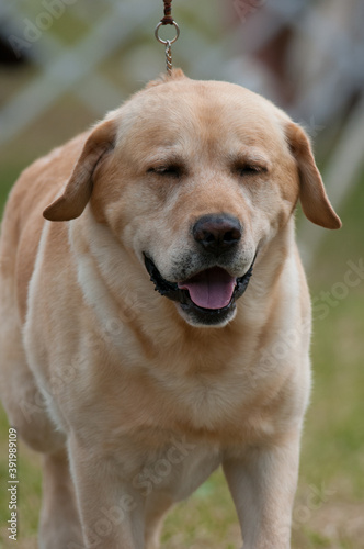 Yellow lab with eyes closed