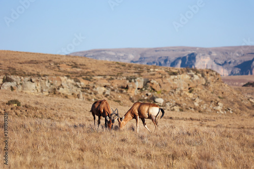 Two Red hartebeest antelope standing in the field grazing. Reddish-brown animals with black markings contrasting against its white abdomen and behind  they have curving horns.