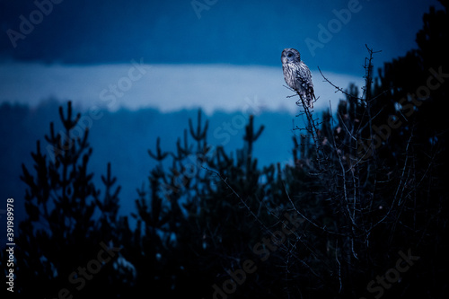 owl on a tree