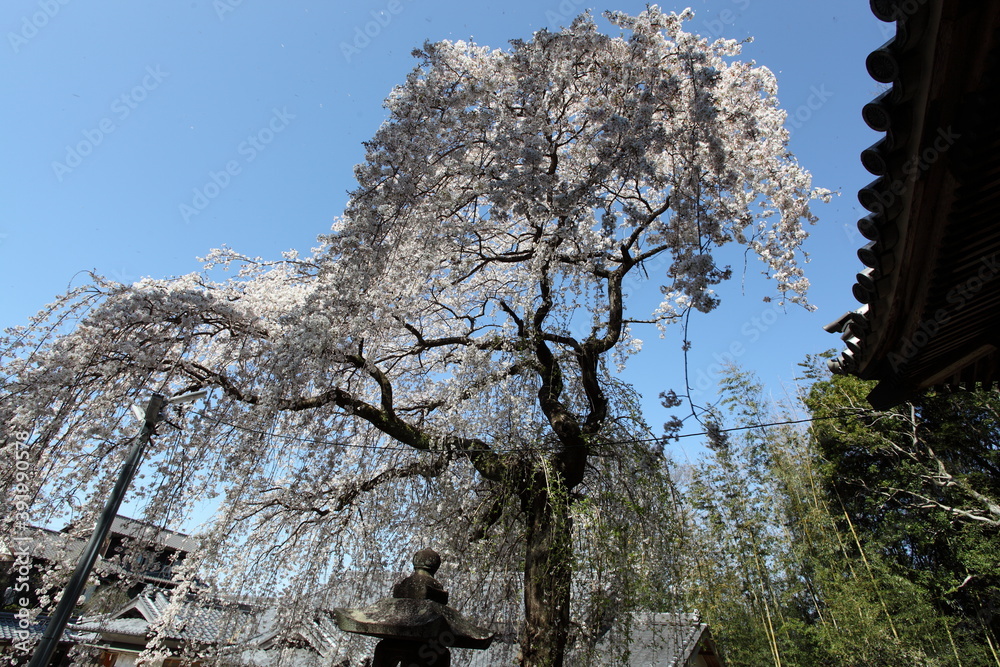 神社のしだれ桜 神社のしだれ桜