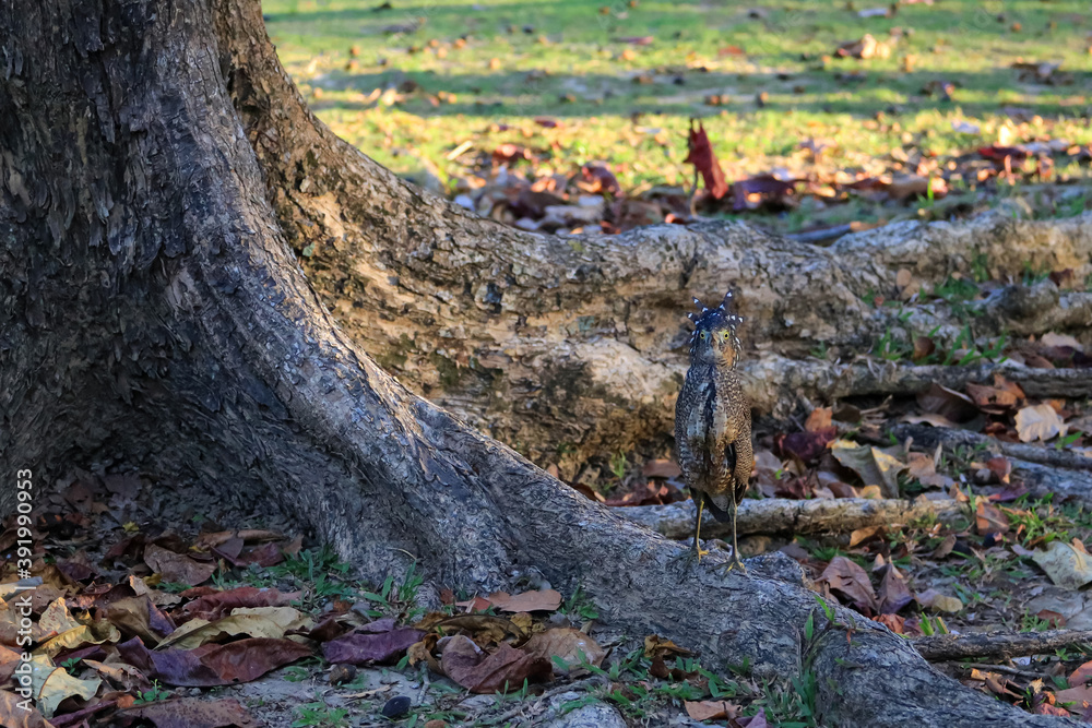 Malaysian Night Heron, The young birds are feeding on the lawn Malaysian Night Heron, The young birds are feeding on the lawn