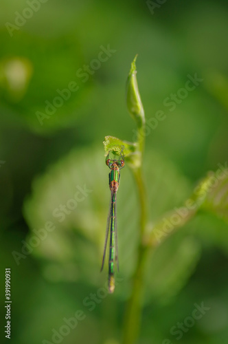 Lestidae damselfly (spreadwing, spread-winged damselfly) on green twig 