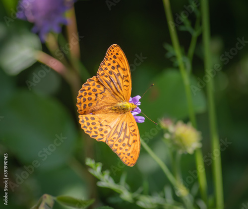 The silver-washed fritillary butterfly on flower of field scabious 