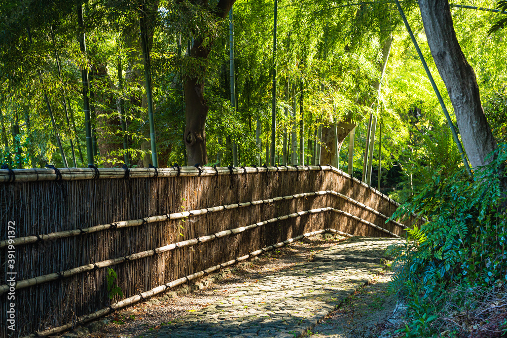 Obraz premium 日本 静岡県浜松市、浜松城公園の竹林の道