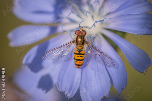 Foto Marmalade hoverfly (Episyrphus balteatus) on a bright blue flower of common chic