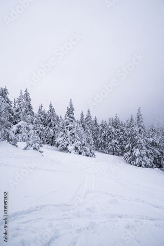 Frozen Trees in the Winter