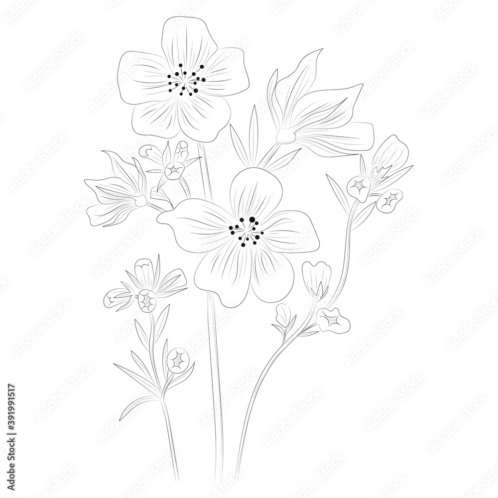 Obraz premium Wildflowers. Hand drawing. Black engraving, graphics, line art. Vintage. Black and white. Isolated vector illustration.