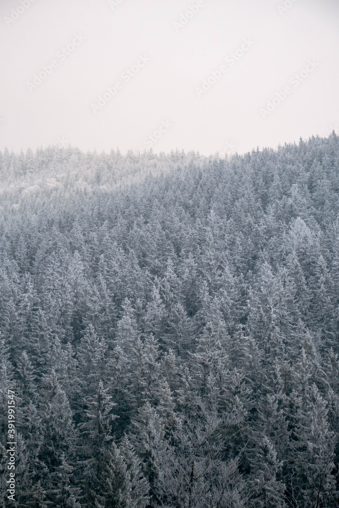 Frozen Trees in the Winter Frozen Trees in the Winter