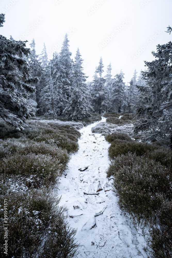 Frozen Forest in the Winter Frozen Forest in the Winter