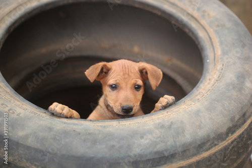 funny brown puppy in an old black car tire tire © agarianna