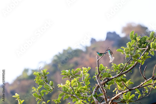 Blue-tailed bee-eater, A bird caught a branch and flew in the sky photo