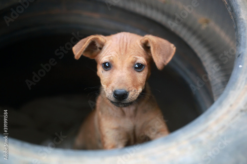 funny brown puppy in an old black car tire tire
