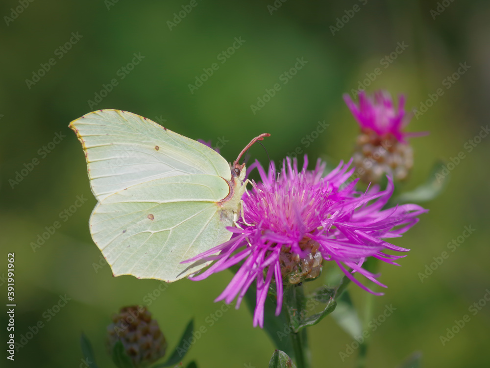 Closeup of common brimstone (Gonepteryx rhamni) butterfly on purple flower of brown knapweed
Closeup of common brimstone (Gonepteryx rhamni) butterfly on purple flower of brown knapweed