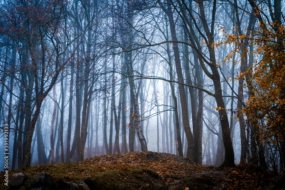 Mystical autumn foggy forest in Lithuania, the baltics, Europe