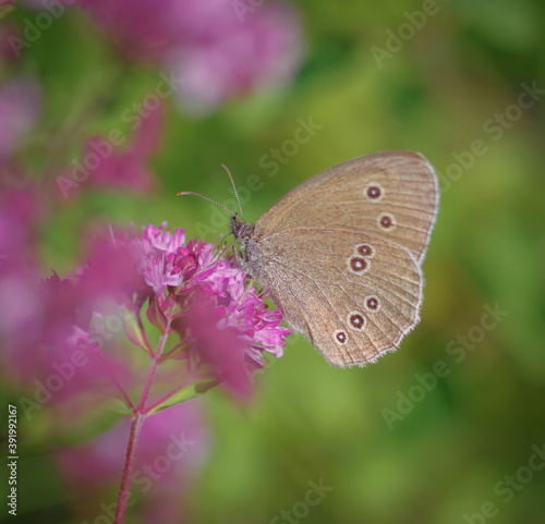 Ringlet (Aphantopus hyperantus) butterfly on purple flower of broad-leaved thyme