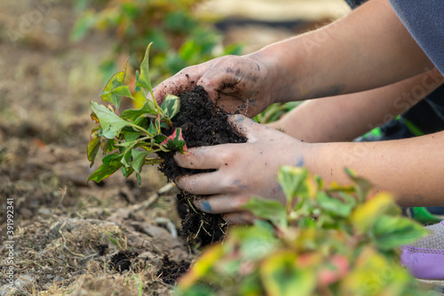 teenager and child hands helping plant flowers, working together in garden. Concept, green world
