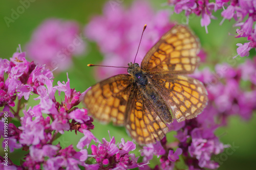 Heath fritillary (Melitaea athalia) butterfly on purple flower of broad-leaved thyme © Ilga