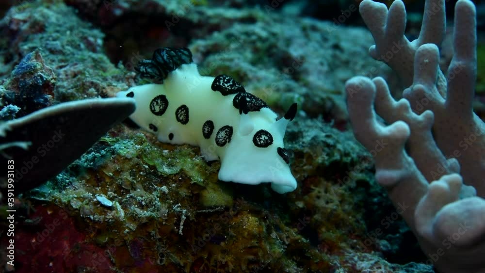 White-black Nudibranch - type Mollusca (Phyllidiopsis papilligera). Indonesia Pacific. Nudibranchia Cuvier underwater beauty Scuba diver point of view. Crawling on corals and aquatic plants close-up.