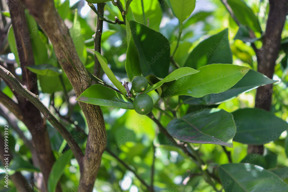 A small orange tree in the garden. A small orange tree in the garden.