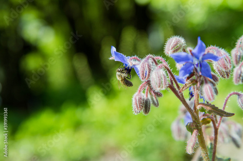 Bee gathering nectar on a Borage flower (Borago officinalis)