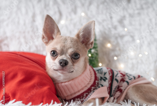 Adorable little Christmas dog chihuahua dog in sweater lies on a blanket.