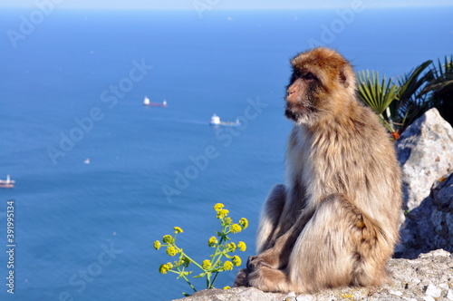 Monkey