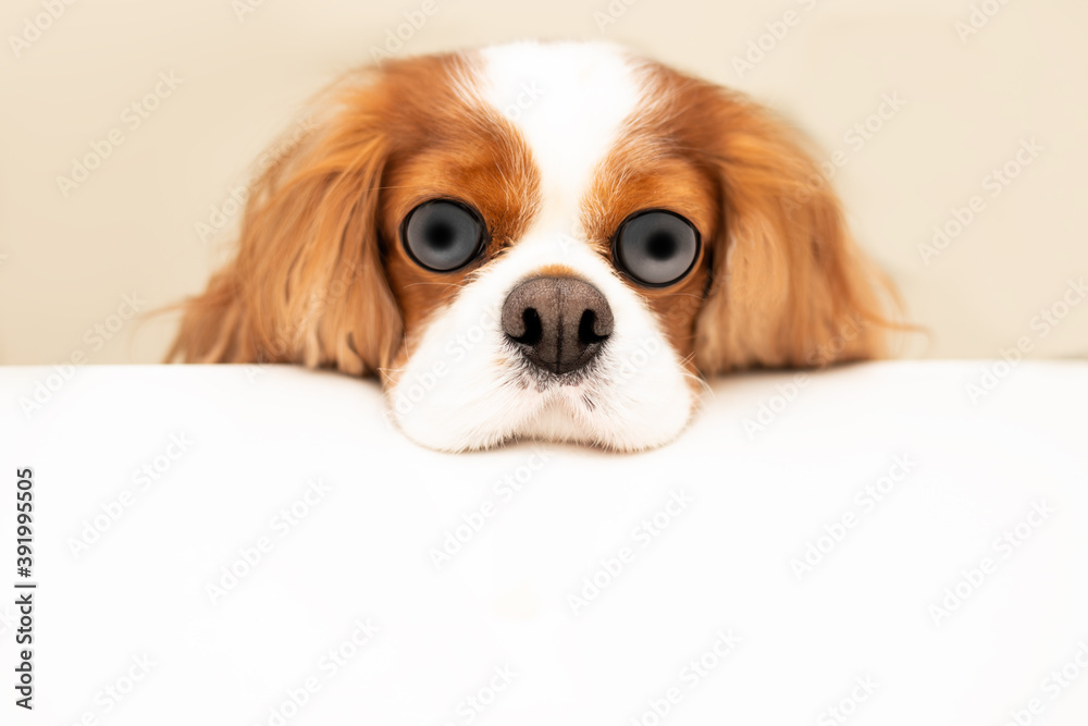Funny photo of a dog with bulging eyes and a swollen nose. The Cavalier King Charles Spaniel put his head on the table. Hungry dog humor concept. Copy space