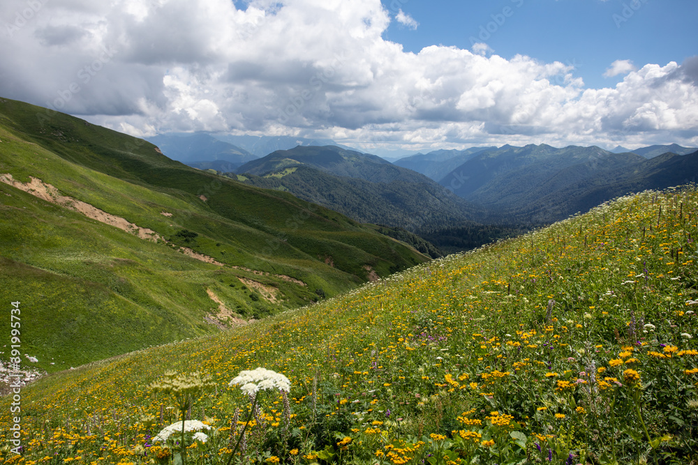 Beautiful summer views of blooming alpine meadows of Caucasus mountains