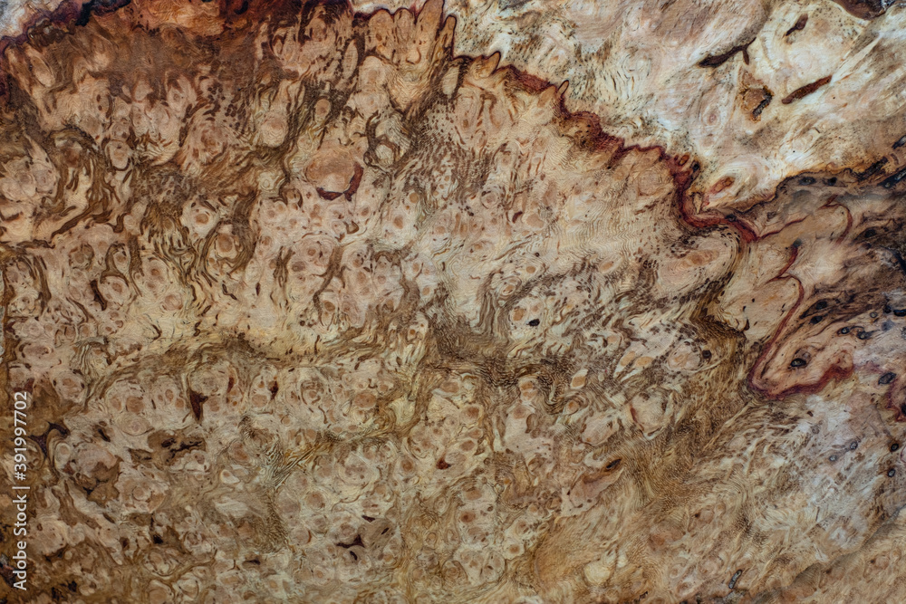 Nature oak burl wood striped is a wooden beautiful pattern for crafts or background Nature oak burl wood striped is a wooden beautiful pattern for crafts or background