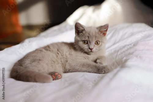 Cute little kitten looks out from under the blanket lying on the bed