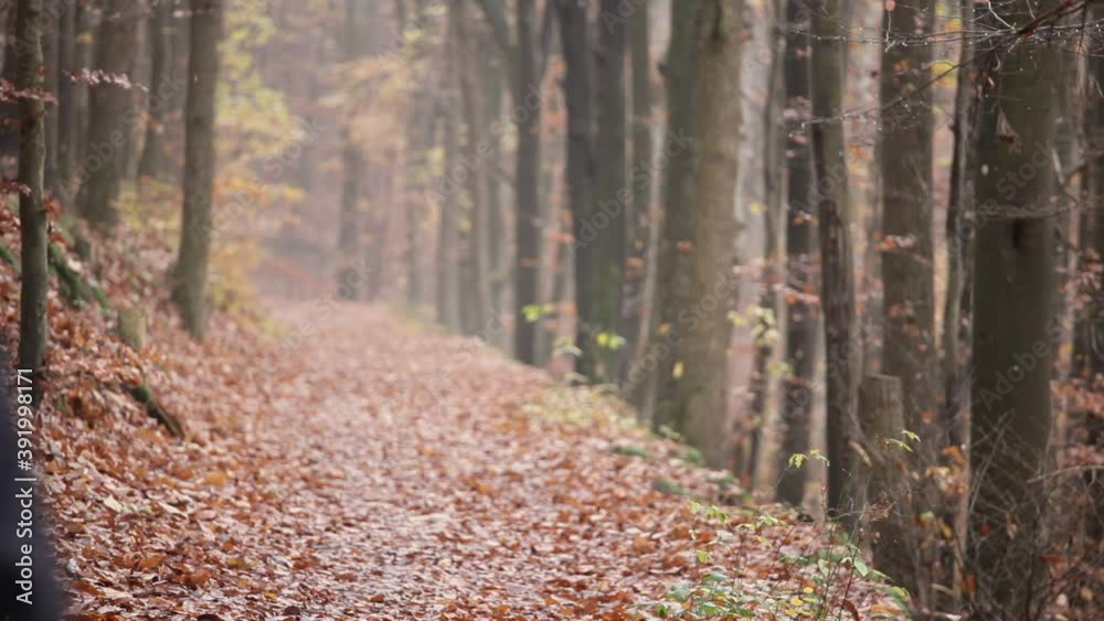 Man dressed in black walking alone in a forest or park in fall or winter