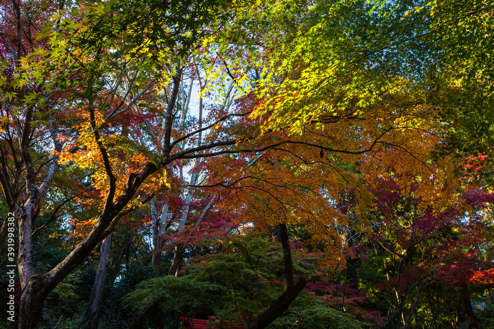 日本　静岡県袋井市、遠州三山の一つ油山寺の秋の紅葉
