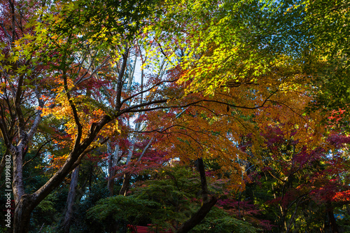 日本　静岡県袋井市、遠州三山の一つ油山寺の秋の紅葉 © pespiero