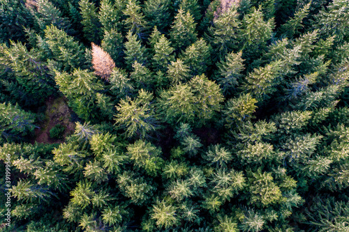 Pinetree forest aerial view from drone 