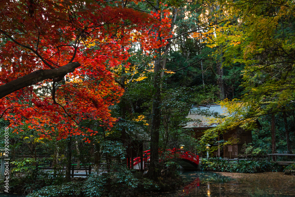 日本　静岡県周智郡森町、小國神社の事待池の紅葉