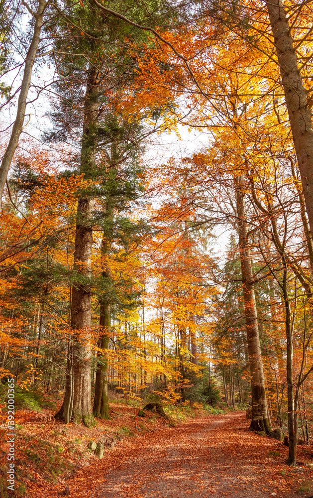 Autumn in the forest